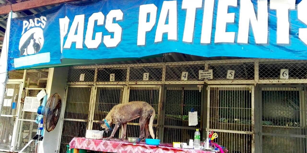 PACS &ndash; Phangan Animal Care for Strays
