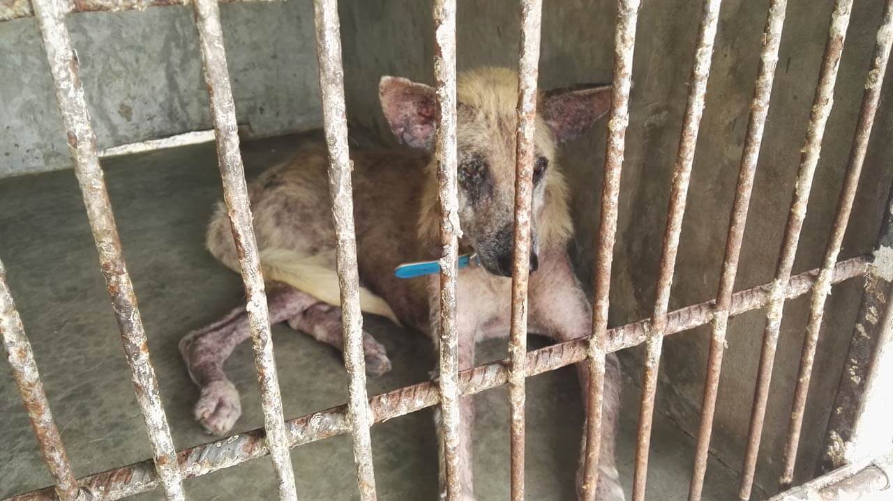 Pacs-koh-phangan5