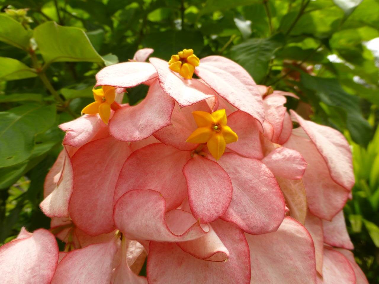 Koenigin-sirikit-blume