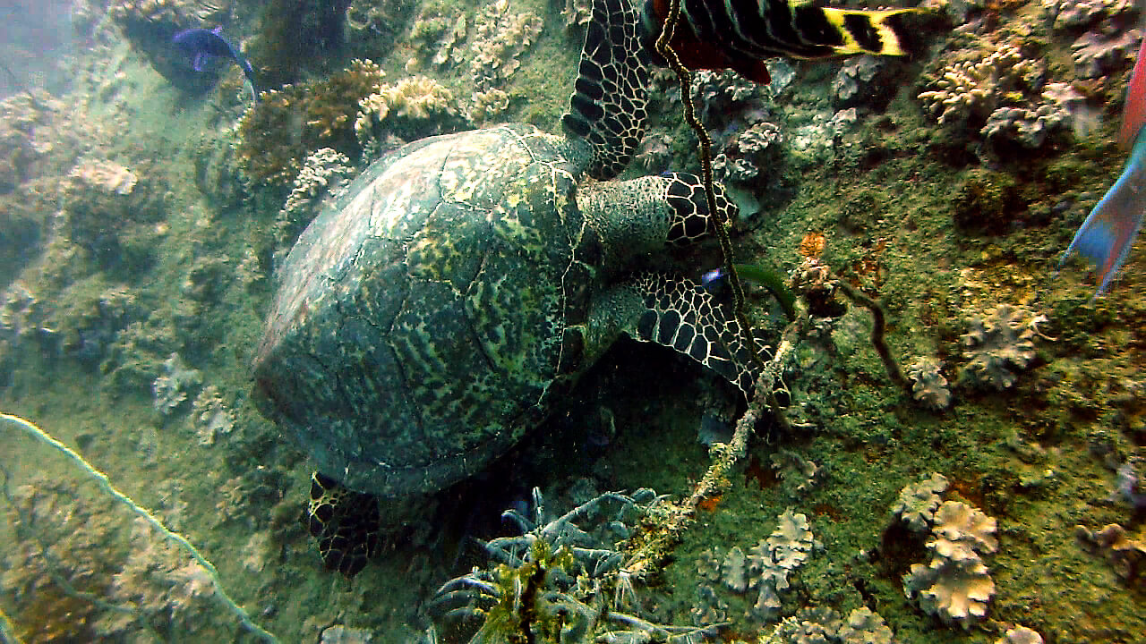 Koh-tao-schildkr&ouml;te