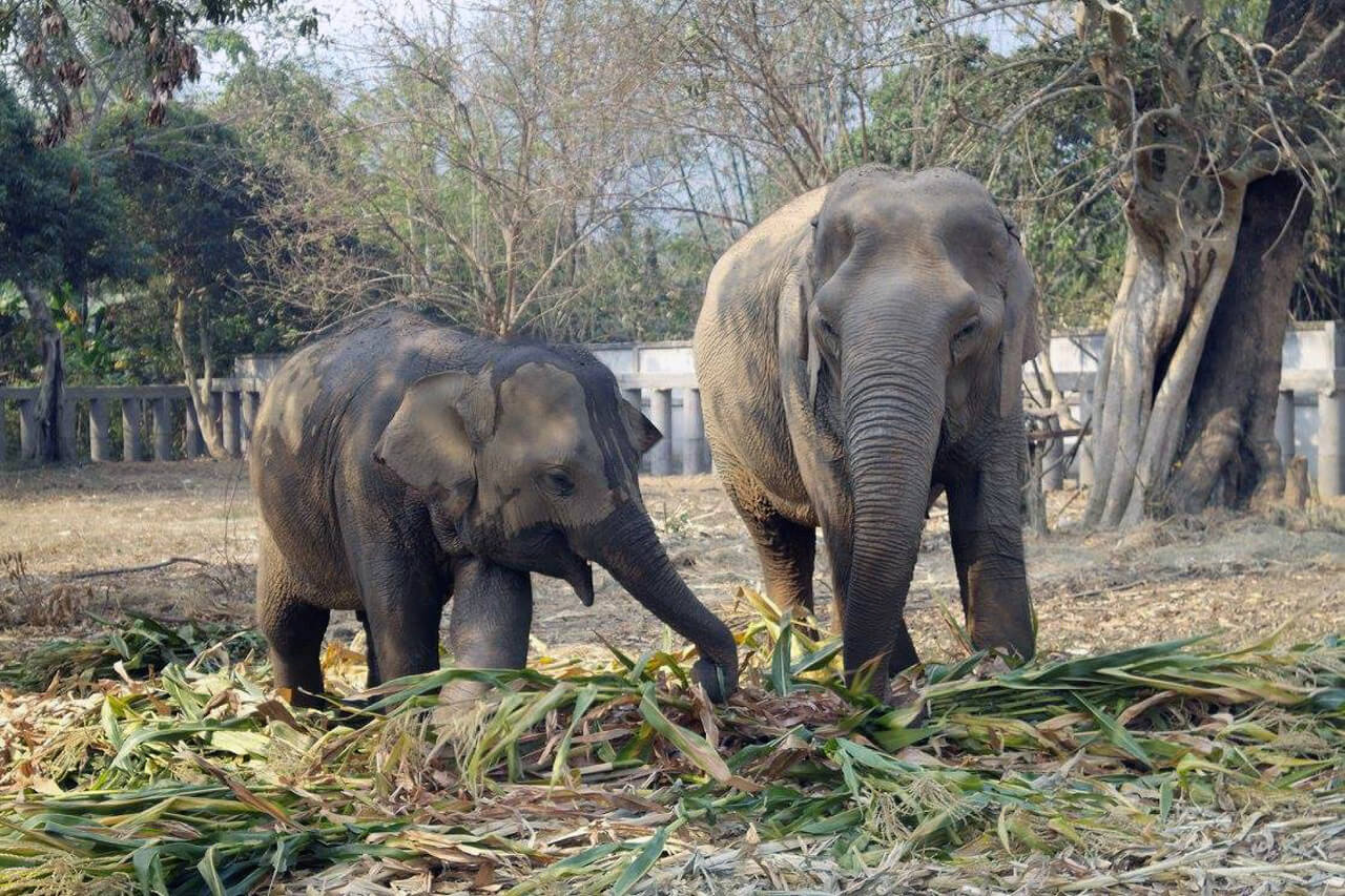 Elephant-nature-park