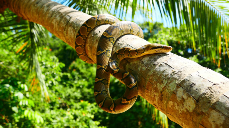 Schlangen auf Koh Phangan